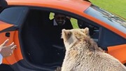 مهارت عجیب خرس قهوه‌ای در بازکردن درب خودرو لامبورگینی / فیلم