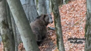 فرار خرس قهوه‌ای از دست انسان ها به بالای درخت / فیلم