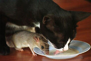 حمله بامزه یک موش به ظرف غذای یک گربه / فیلم