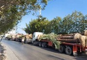 علت برگشت محموله نخل‌های صادراتی ایرانی به قطر مشخص شد