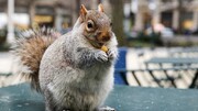ویدیو تماشایی از غذا دادن انسان به سنجاب‌ گرسنه پشت پنجره