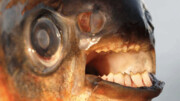 ماهی عجیب با دندان‌هایی شبیه به انسان / فیلم