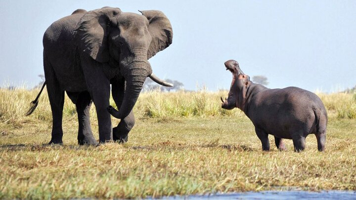 لحظه دلهره‌آور از حمله اسب آبی به یک فیل به همراه فیلبان / فیلم