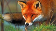 نجات جان روباه گرفتار شده در فنس / فیلم