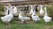 مشاهده آنفلوانزای فوق حاد پرندگان در مازندران / توصیه جدی مدیر کل دامپزشکی مازندران به مردم