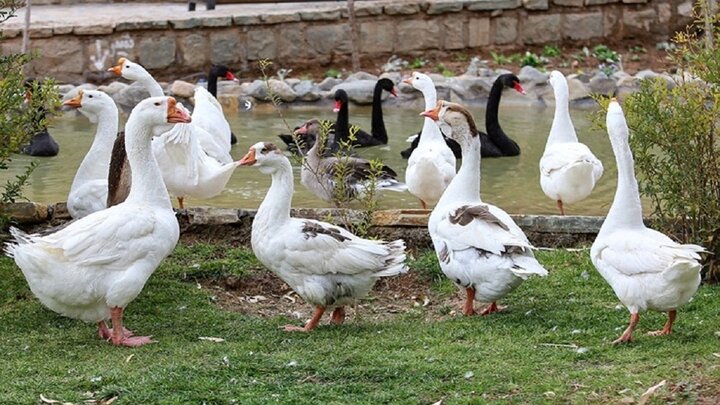 مشاهده آنفلوانزای فوق حاد پرندگان در مازندران / توصیه جدی مدیر کل دامپزشکی مازندران به مردم