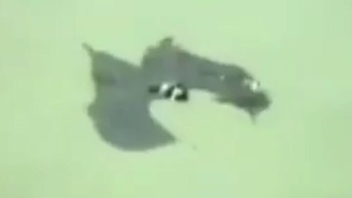 ویدیو تماشایی و دیده نشده از شنا کردن خفاش در دریا! 