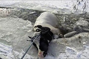 تصاویری تلخ از سقوط ۲۰ گاو در حوضچه یخ‌زده / فیلم