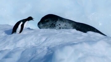 تلاش ناموفق فک دریایی برای شکار پنگوئن