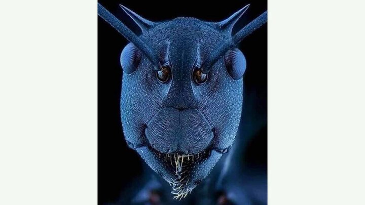 صورت مورچه زیر میکروسکوپ! / عکس