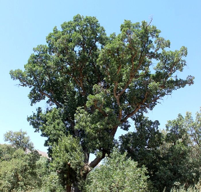 بلندترین درخت کشور به  ارتفاع ۱۹ متر با قدمت ۴۰۰ ساله / عکس