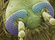 عکس صورت جالب پشه زیر میکروسکوپ! / پشه‌ها با چه اندامی خون ما را می‌مکند؟