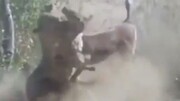 ویدیو غم انگیز از لحظه شکار آهو توسط چند شیر گرسنه