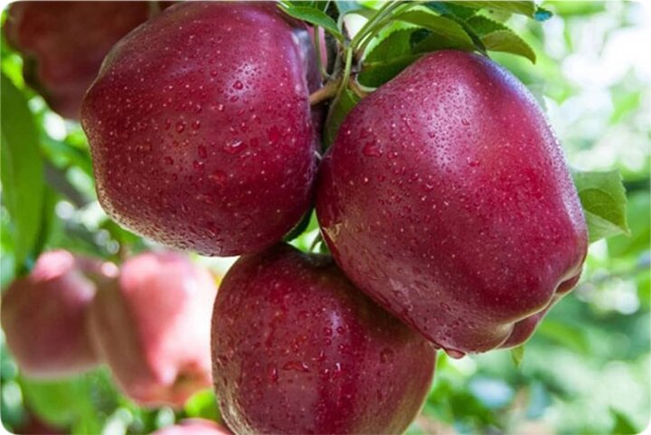 توصیه‌های تغذیه‌ای برای کاهش عوارض آلودگی هوا / دفع سرب از بدن با خوردن سیب درختی