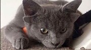 ویدیو دیده نشده از گربه جهش‌یافته چهارگوش در ترکیه