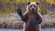مشاهده یوگی خرس در طبیعت ایران / فیلم