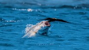 شکار شدن پرنده در حال آب خوردن توسط ماهی غول پیکر / فیلم