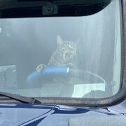 گربه‌ای که راننده ماشین سنگین است / عکس