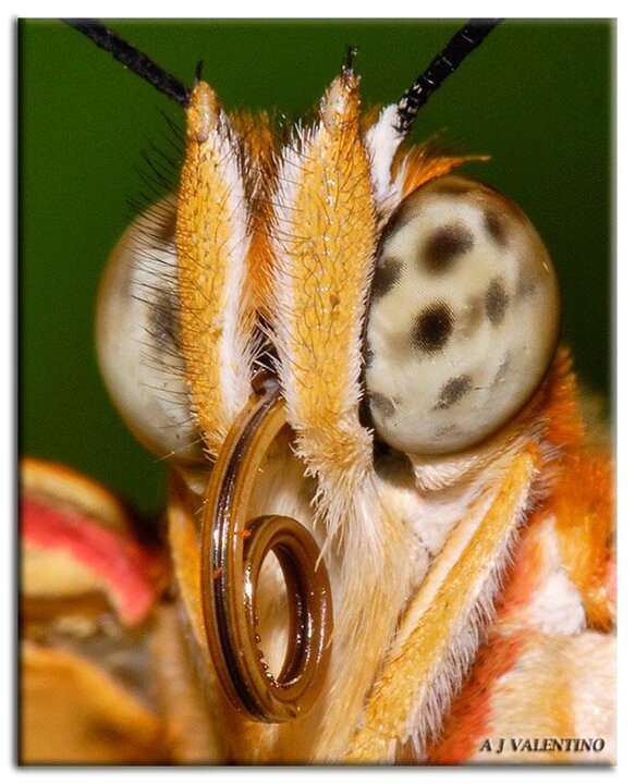 صورت پروانه زیر میکروسکوپ! / عکس