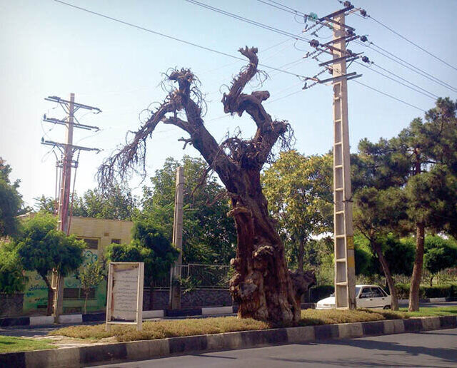 حقایق جالب و خواندنی درباره عجیب ترین درختان ایران / تصاویر باورنکردنی