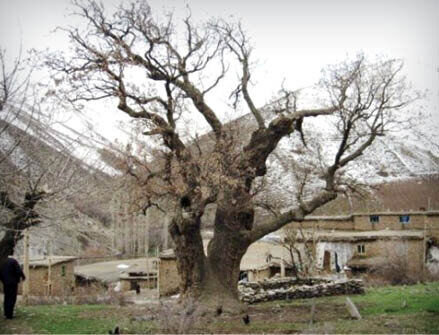 حقایق جالب و خواندنی درباره عجیب ترین درختان ایران / تصاویر باورنکردنی