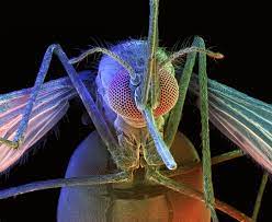 پشه‌ها قبل از مکیدن خون آن را آزمایش می‌کنند / الهام گرفتن از پشه در طراحی سیستم‌های دریافت حرارتی