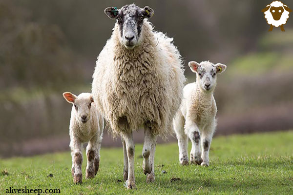 تفاوت های قوچ ها با گوسفندان در چیست؟