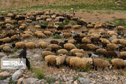 تلف شدن ۱۰۰ راس گوسفند در فارس بر اثر مسمومیت با آب شرب