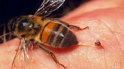 این زنبور عسل به جای شهد، گوشت می‌خورد!