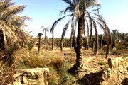 نابود شدن ۴۰ درصد از نخل‌های خوزستان
