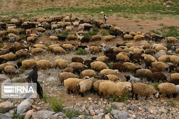 تلف شدن ۱۰۰ راس گوسفند در فارس بر اثر مسمومیت با آب شرب