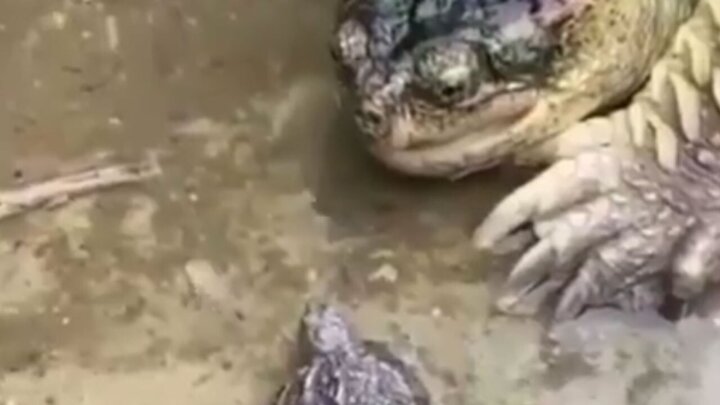 ویدیو عجیب از زنده بلعیدن لاک پشت کوچک توسط لاک پشت عظیم الجثه
