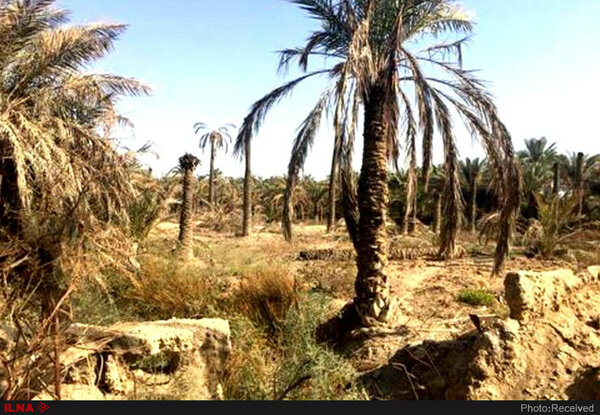 نابودی ۴۰ درصد از نخل‌های خوزستان به علت کمبود آب