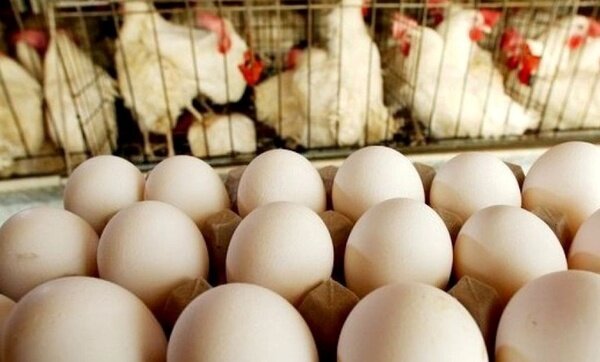 قیمت مرغ و تخم‌مرغ به کمتر از نرخ مصوب رسید / قیمت مرغ در بازار آزاد چند؟