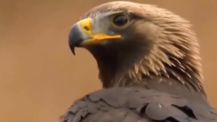ویدیو دیدنی از حمله عقاب لحظه عقاب به حیوانات مختلف / فیلم