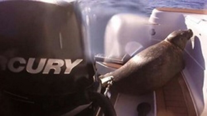 پناه بردن فک به قایق ماهیگیران از دست نهنگ های قاتل / فیلم