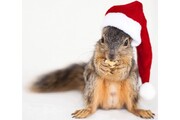 ویدیو خنده دار از دزدیدن کلاه بابانوئل توسط سنجاب بازیگوش!