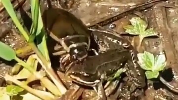 ویدیو عجیب از بلعیدن چشم قورباغه توسط سوسک غواص