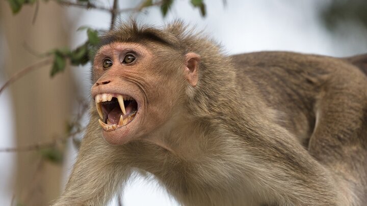 حمله میمون عصبانی به دوربین و هلی شات! / فیلم