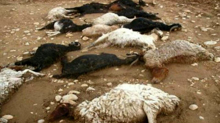 مرگ همزمان ۱۰۰ گوسفند در ارسنجان / ماجرا چه بود؟