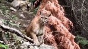 تصاویر دلهره‌آور از رویارویی چند کوهنورد با یک شیر کوهی / فیلم