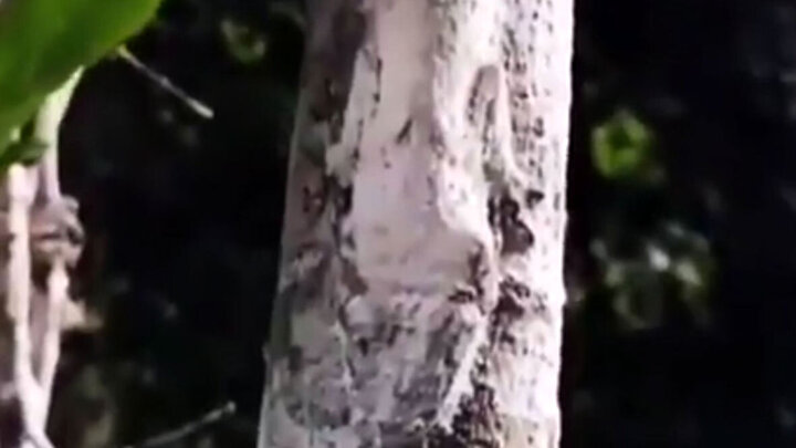 ویدیو دیدنی از استتار عجیب مارمولک روی درخت / فیلم