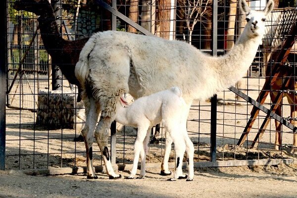 تولد بچه لاما در باغ وحش ارم+ فیلم و تصاویر