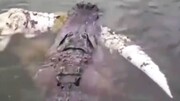 ویدیو تماشایی از تمساح آمریکایی در رودخانه