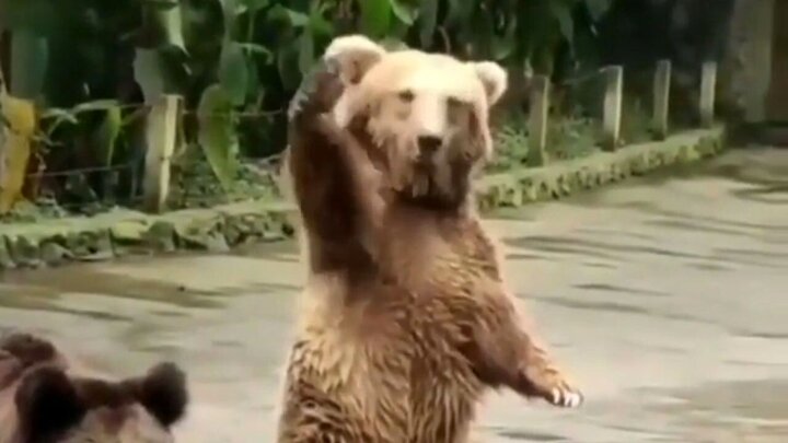 ویدیو خنده دار از تشکر خرس‌های بامزه خاکستری از فردی که به آنها غذا می‌دهد