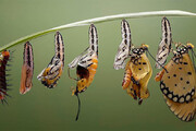 تصاویری شگفت‌انگیز از عجیب‌ترین پروانه‌های جهان