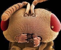صورت زنبور زیر میکروسکوپ! / عکس