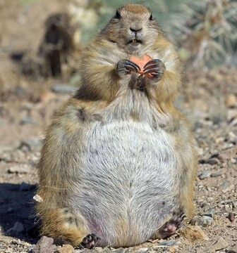 عکسی بامزه و عجیب از یک سنجاب چاق