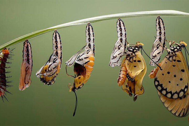 تصاویری شگفت‌انگیز از عجیب‌ترین پروانه‌های جهان