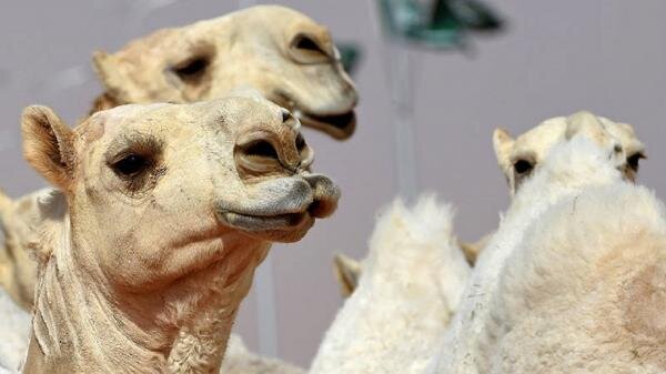 حذف ده‌ها شتر را از مسابقات فستیوال عربستان بخاطر بوتاکس لب!